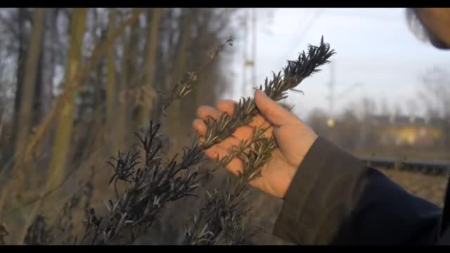 W nikiszu i kole nikiszu