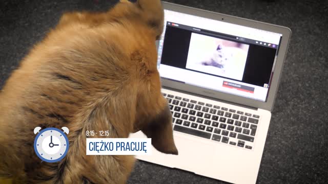 Dzień Kundelka - dzień z życia Foresta w Cyrek Digital 🐶