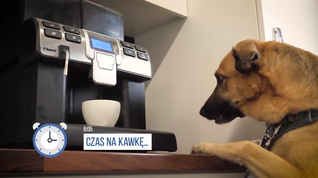 Dzień Kundelka - dzień z życia Foresta w Cyrek Digital 🐶