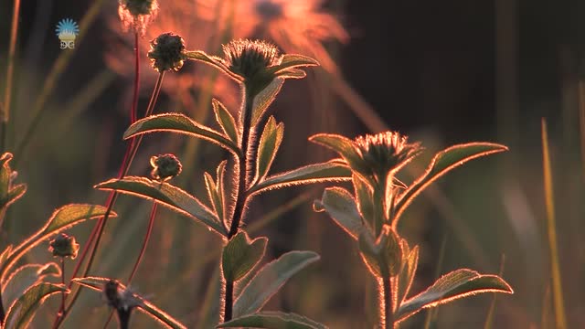 Debussy Nuit DEtoiles