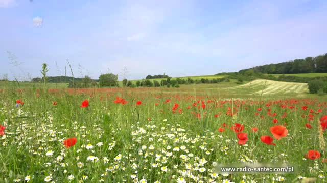 Nowe rolnictwo na rzecz nowego czasu. Odłogowanie
