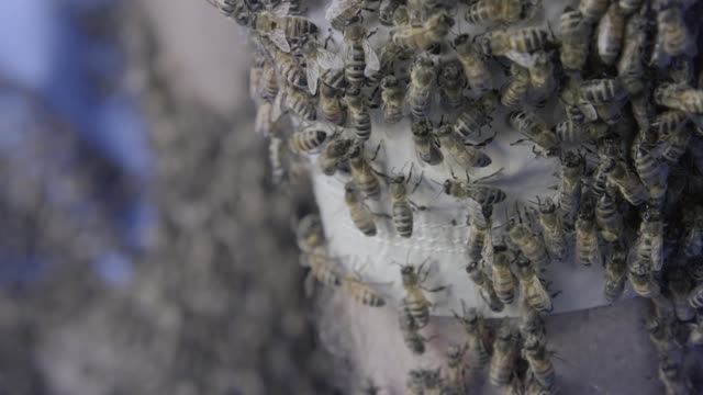 Ars Independent Festival 2015 - spot pszczelarz