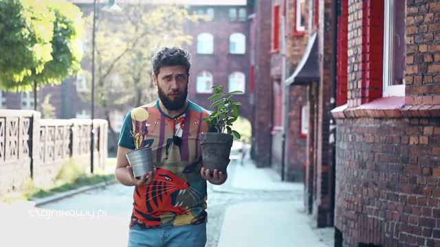 Czy można uprawiać herbatę na parapecie?