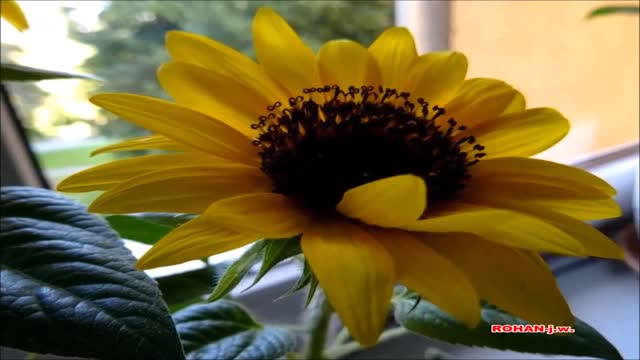 ROŚLINY 2020 - słonecznik ozdobny Baver